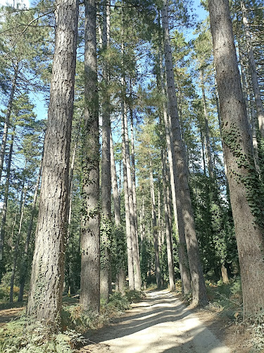 Foresta di Fiorentini