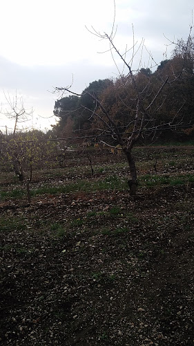 Bosco Patanella Alta Murgia