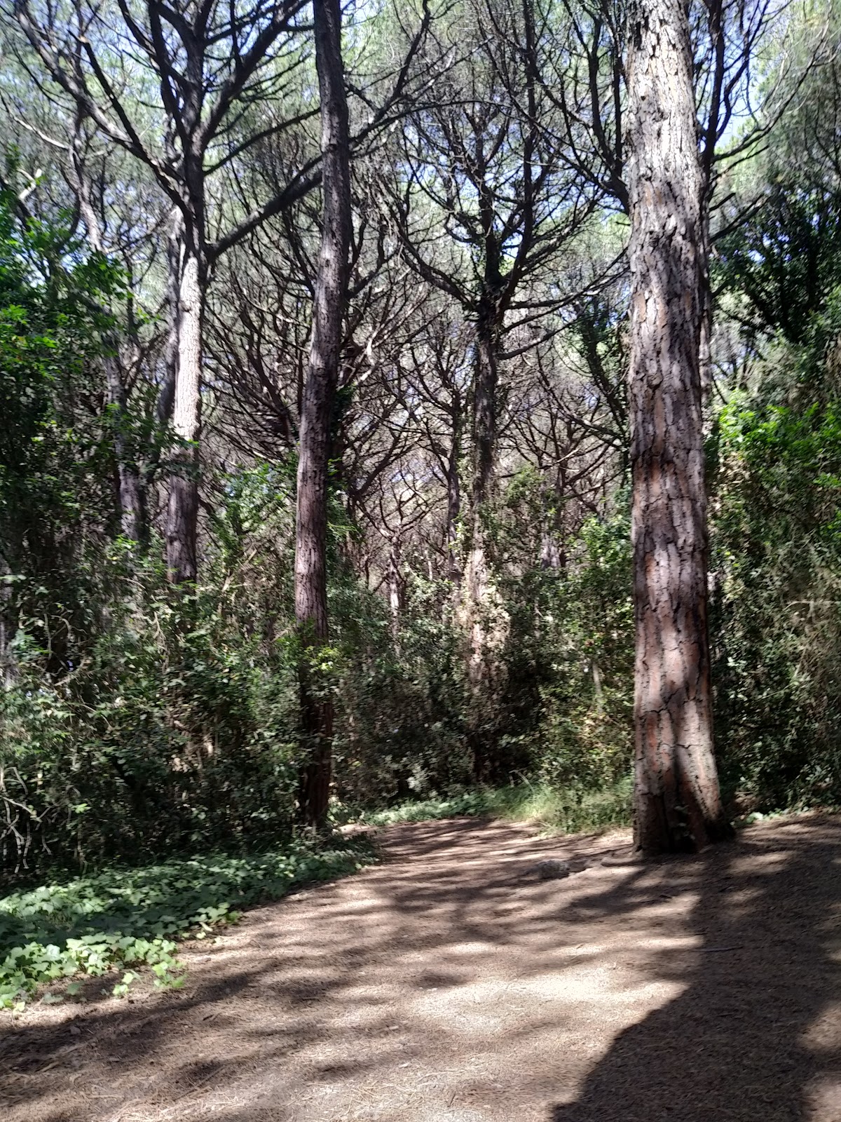 Pineta Di Marina Di Bibbona