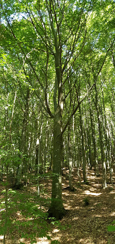 Faggeta del Monte Zatta