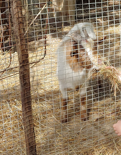 Fattoria Didattica Il girotondo degli animali