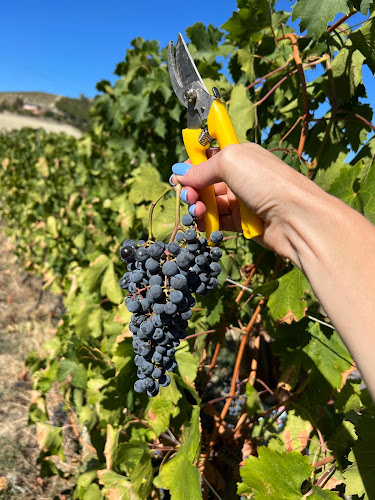 Vigneti Cantine Bertelegni