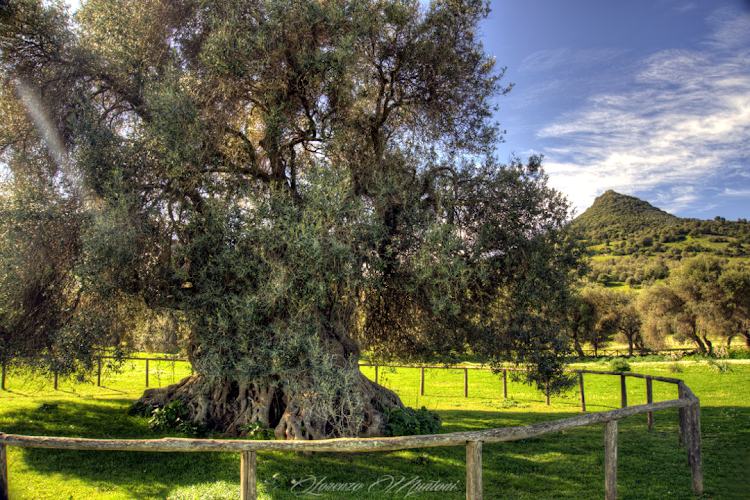 ulivo monumentale "Sa Reina"