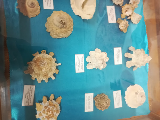 Museo delle Conchiglie "Museo dei Bambini"