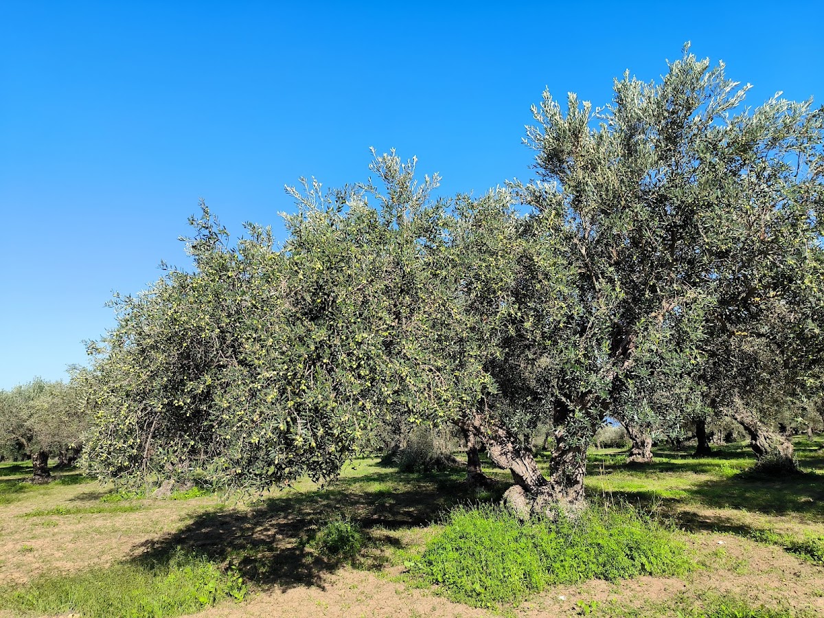 Antico Frantoio Vallone