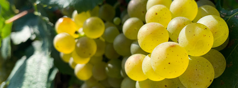 PIETRO VINEYARDS PITTARO