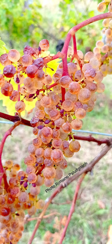 Azienda Agricola Maion Lorella di Durì Fabio