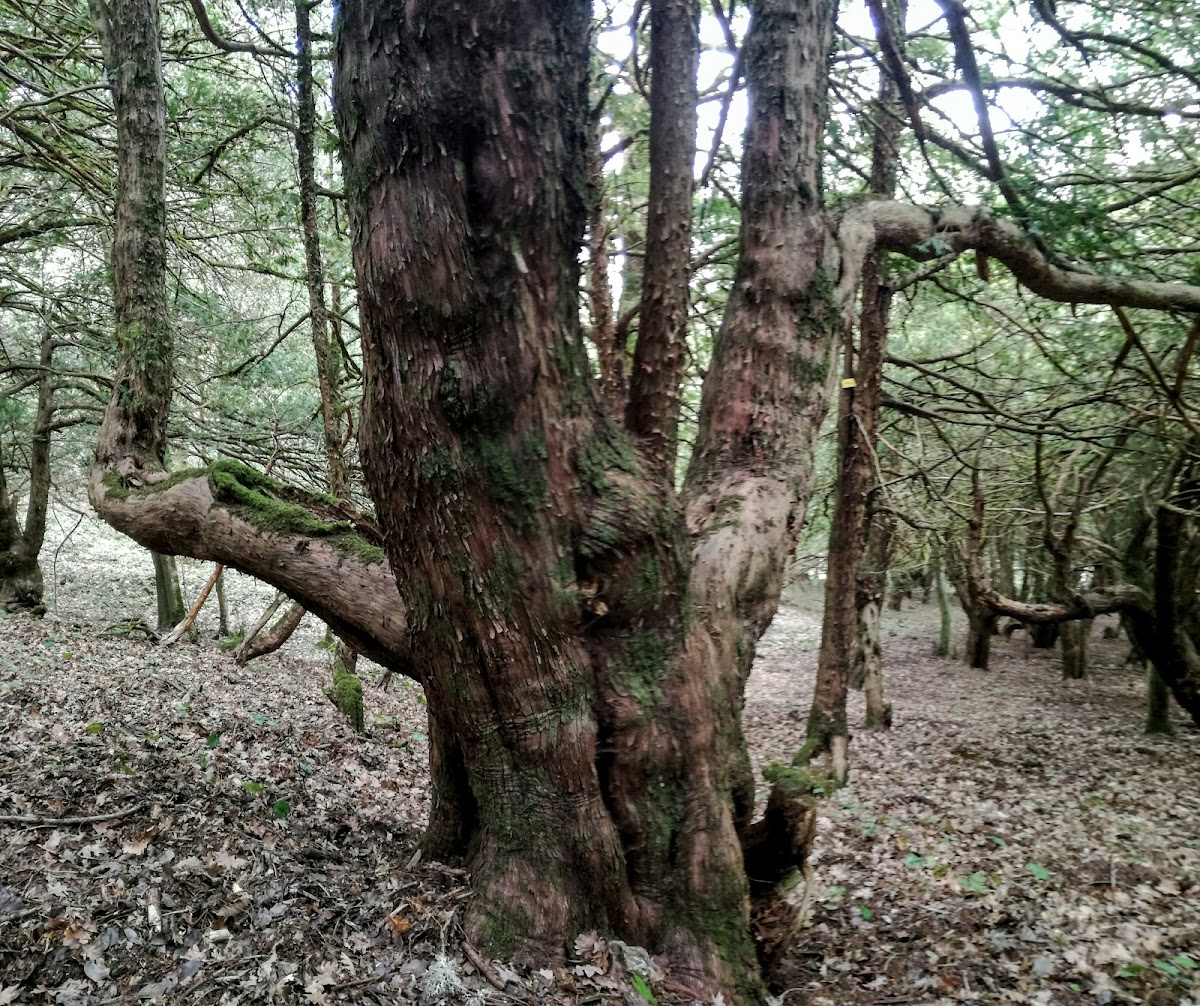 Area Protetta di Sos Nibberos