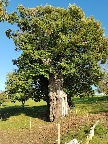 Calmagranda castagno del XIV secolo