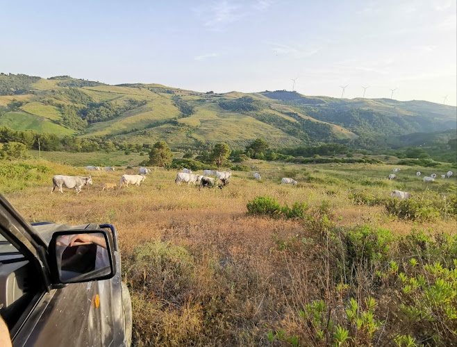 Macelleria Viviano Tursi
