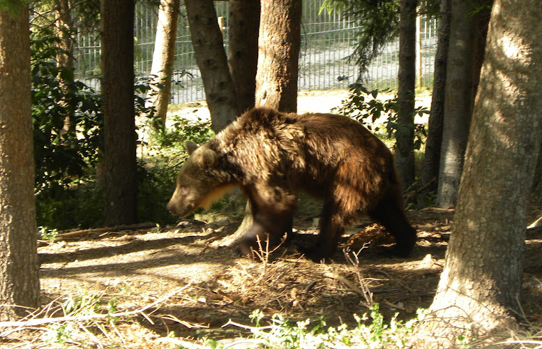 Area Faunistica dell'Orso Bruno